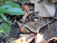 Deconica