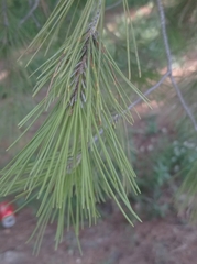 Pinus halepensis
