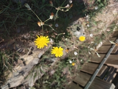Sonchus tenerrimus
