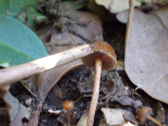 Deconica