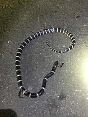 Bungarus multicinctus