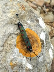 Zygaena lavandulae