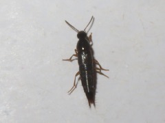 Quedius maurorufus