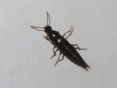 Quedius maurorufus