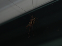 Trigonidium cicindeloides