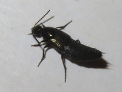 Philonthus cognatus