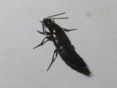 Philonthus cognatus