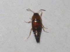 Tachyporus solutus