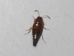 Tachyporus solutus