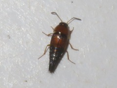 Tachyporus solutus