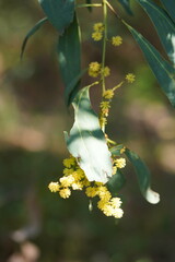 Acacia obliquinervia