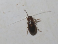 Acupalpus dubius