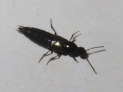 Philonthus cognatus