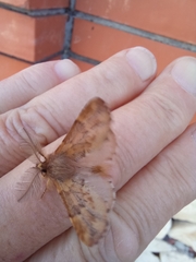 Ptilophora plumigera