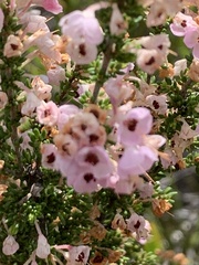 Erica melanthera