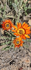 Arctotis breviscapa