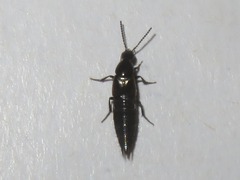 Philonthus cognatus