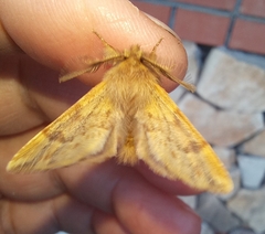 Ptilophora plumigera