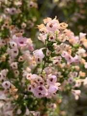 Erica melanthera