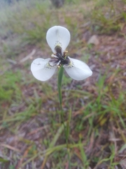 Moraea tricuspidata