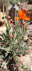 Arctotis breviscapa