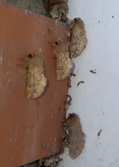 Ptilophora plumigera