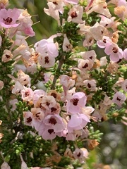 Erica melanthera