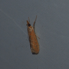 Syntonarcha iriastis