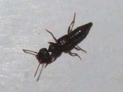 Rugilus rufipes