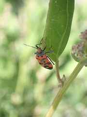 Lygaeus equestris