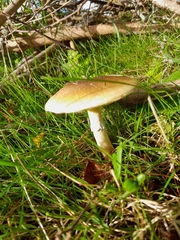 Amanita phalloides