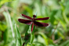 Neurothemis