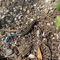 Plestiodon finitimus