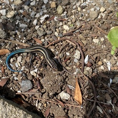 Plestiodon finitimus