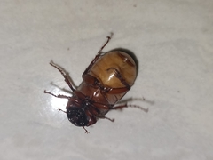 Amphitrichia constricta