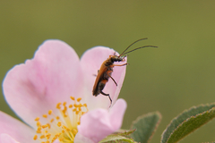 Oedemera podagrariae