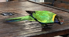 Barnardius zonarius