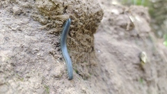Rossiulus kessleri