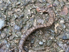 Gloydius ussuriensis