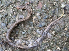 Gloydius ussuriensis