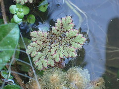 Azolla rubra