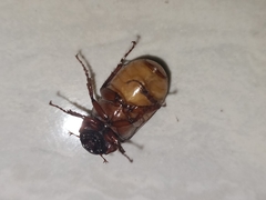 Amphitrichia constricta