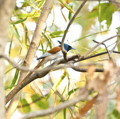 Terpsiphone paradisi