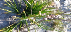 Trachyandra hirsutiflora
