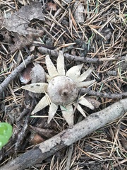 Geastrum triplex