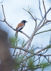 Dendrocitta vagabunda
