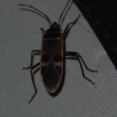Physopelta gutta
