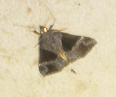Hypena trigonalis