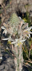 Trachyandra hirsutiflora