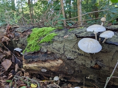 Oudemansiella mucida